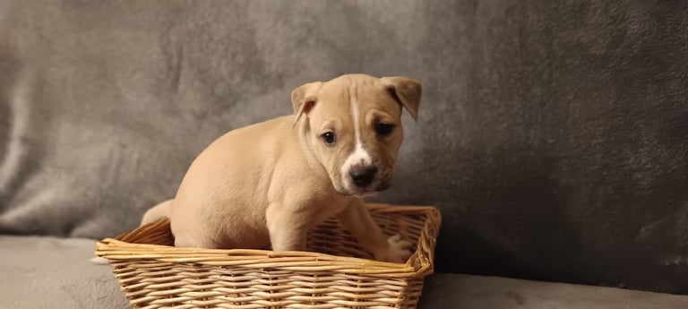 image for Red Staffordshire Bull terrier cross puppies