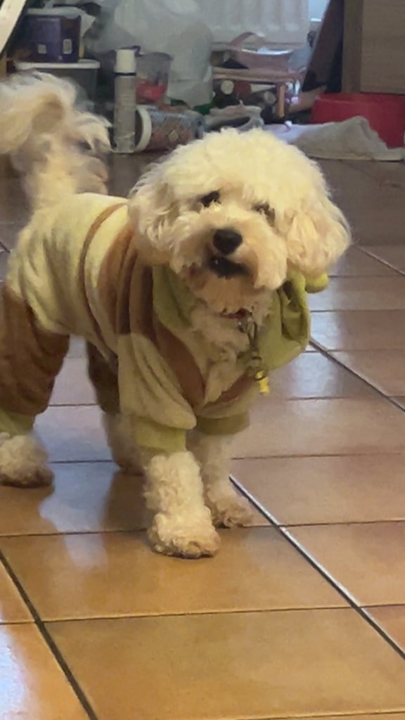 image for Cavapoo male name buddy 