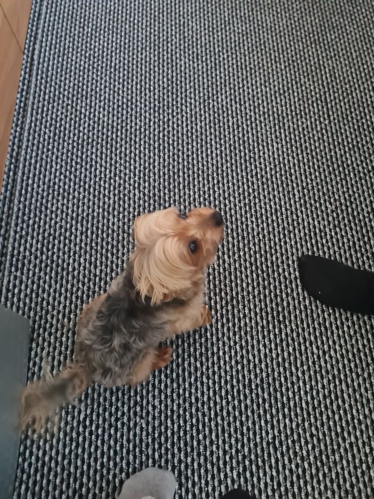 Yorkshire Terrier for sale 