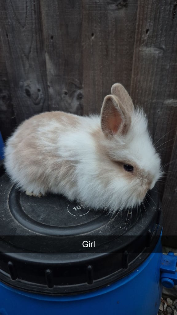 image for Baby Lionhead and rex rabbits 8 week old 