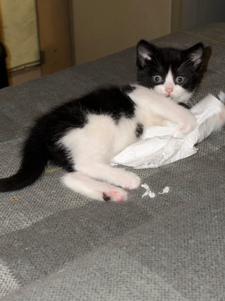 3 kittens ready 25th Oct 