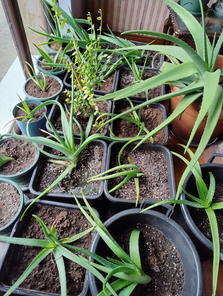 Variety of Aloe Vera Plants