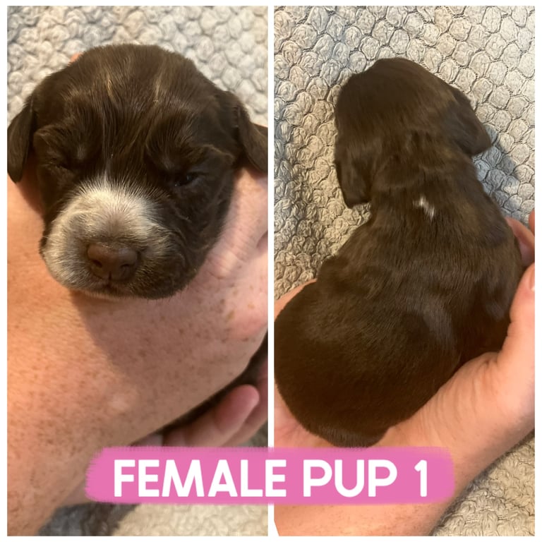 image for Cocker spaniel puppies 