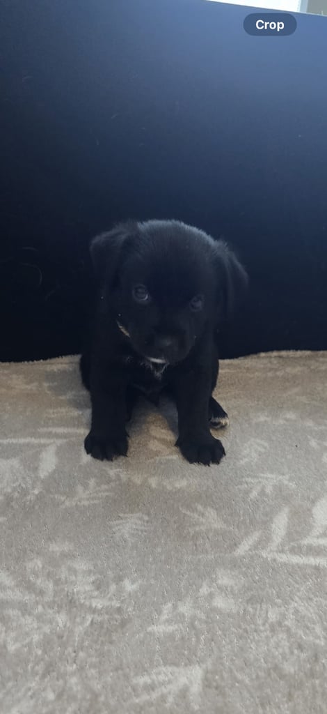 Goldador x Labrottie Miniature Puppies for Sale 
