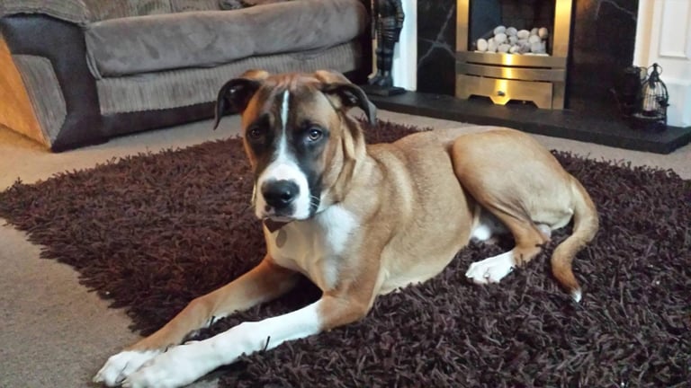 Pet Sitting, House Sitting and Dog Walking Service 