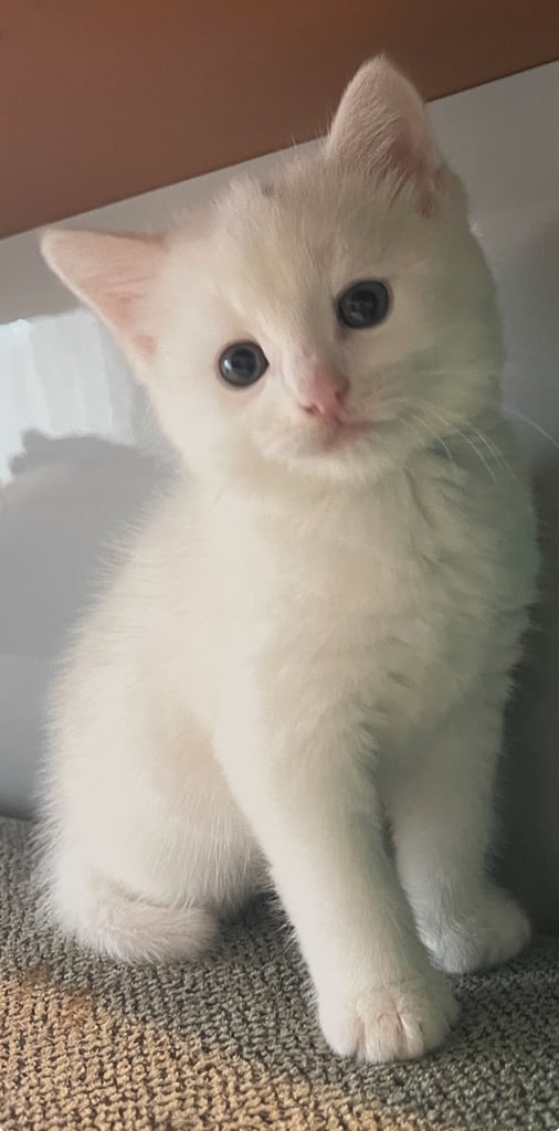 Turkish argora/ bsh  kitten 