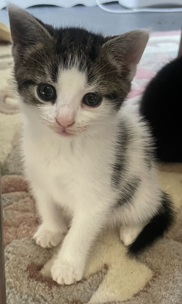 4 Sweet tempered kittens looking for loving homes