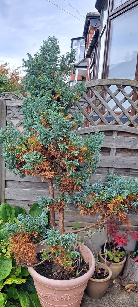Two Large conifer Trees 