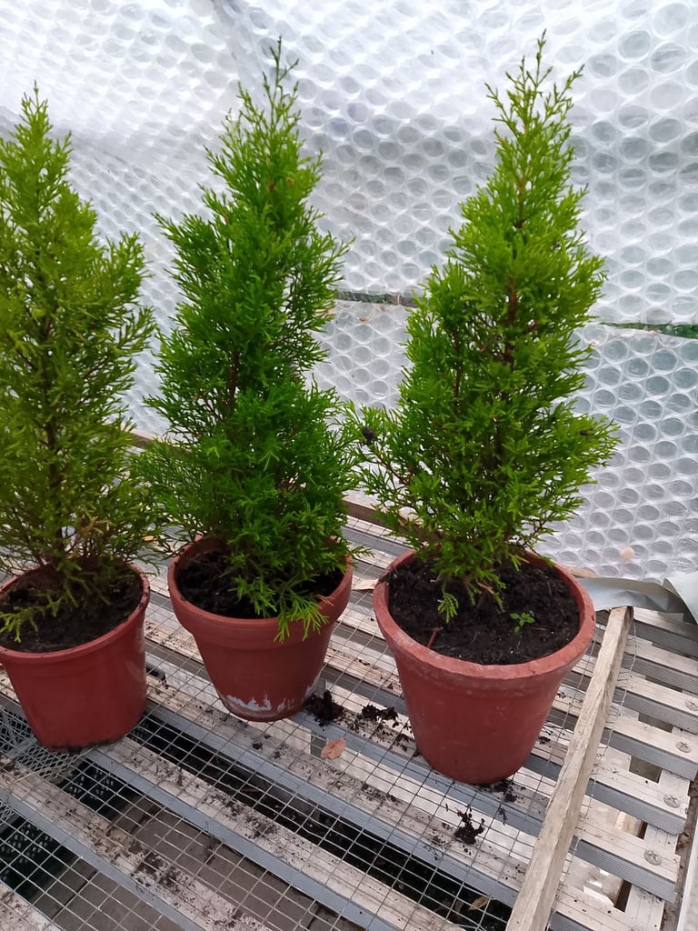 4 young. Gold crest conifers