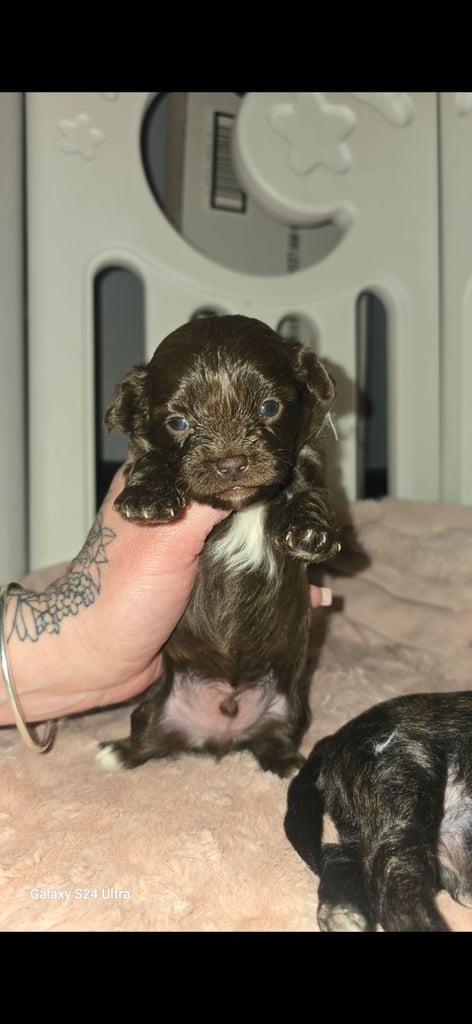 1 time miniature pomapoos 