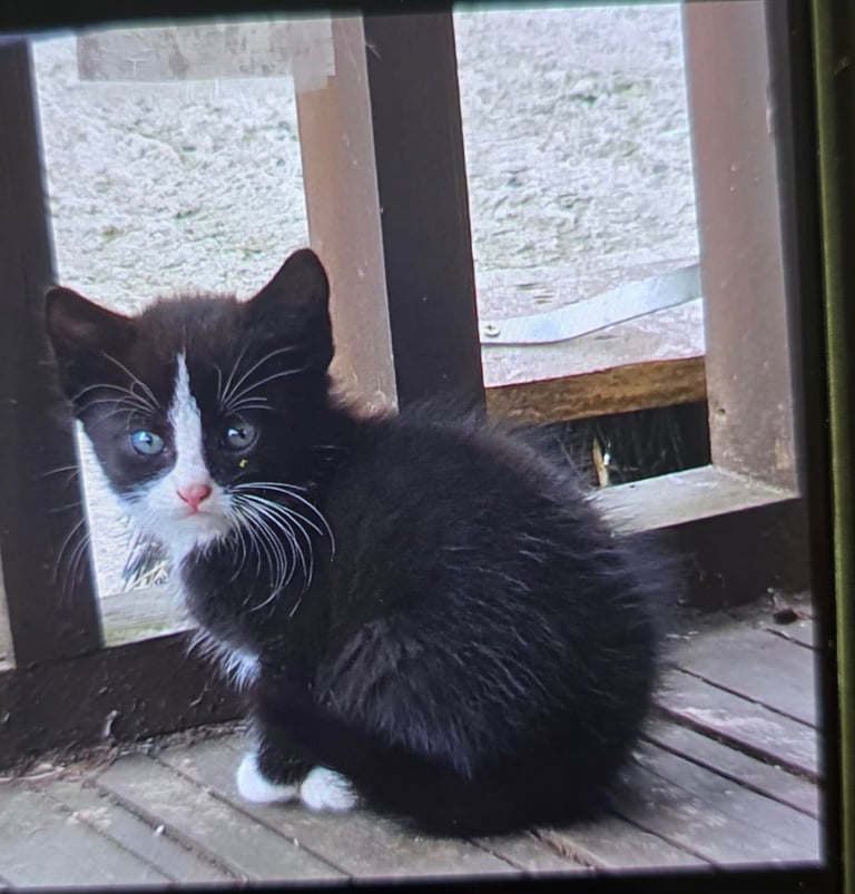 Kitten for sale last one 
