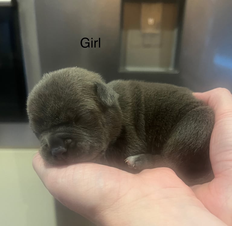 Pocket bully pups for sale! 
