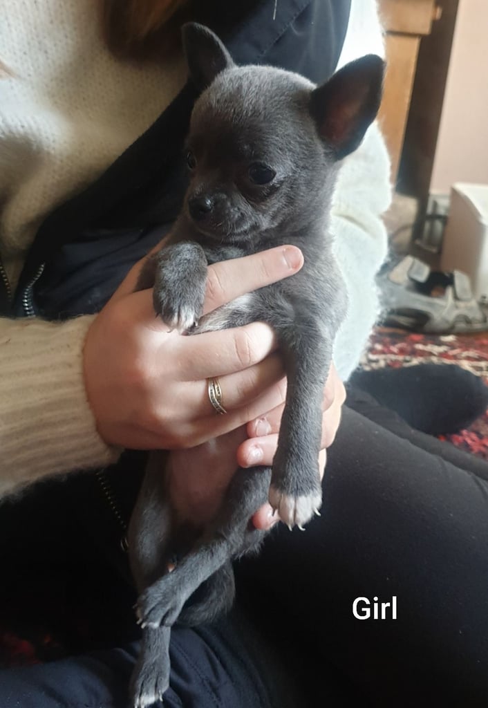 Pure Chihuahua lilac pupies