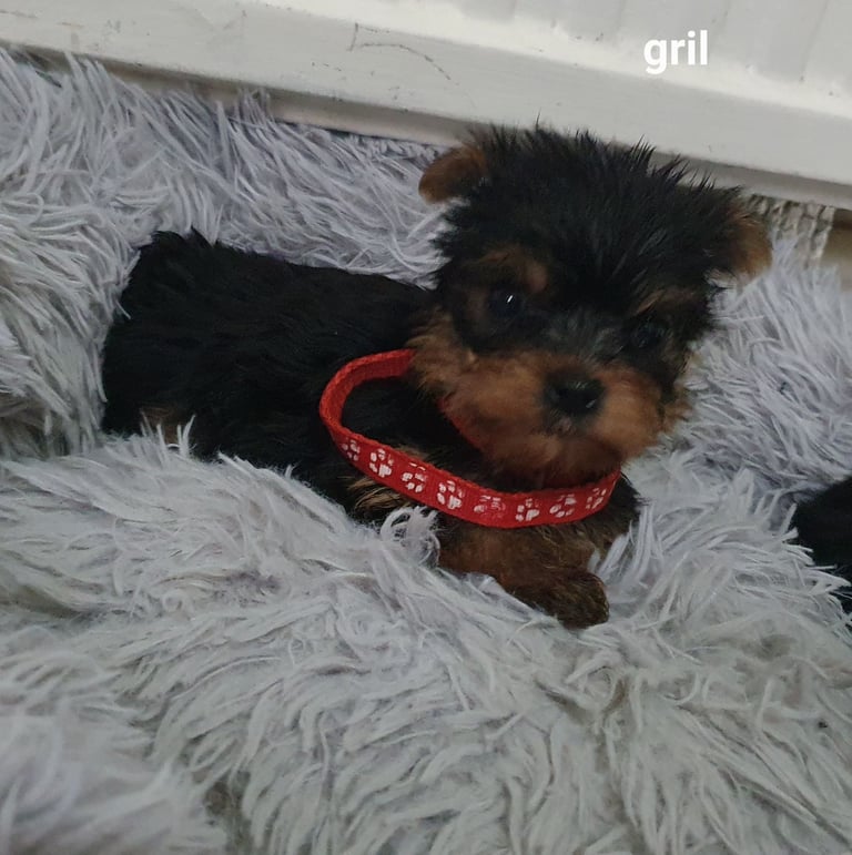 Yorkshire terrier puppies 
