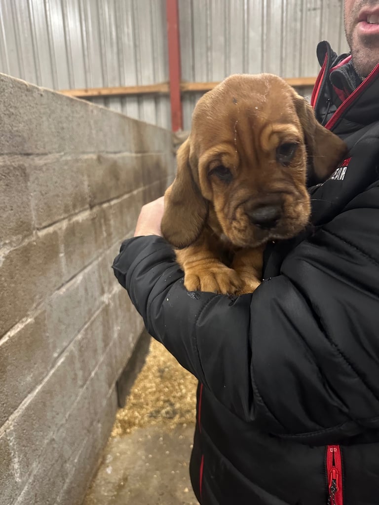 Dogue de Bordeaux cross  (female )