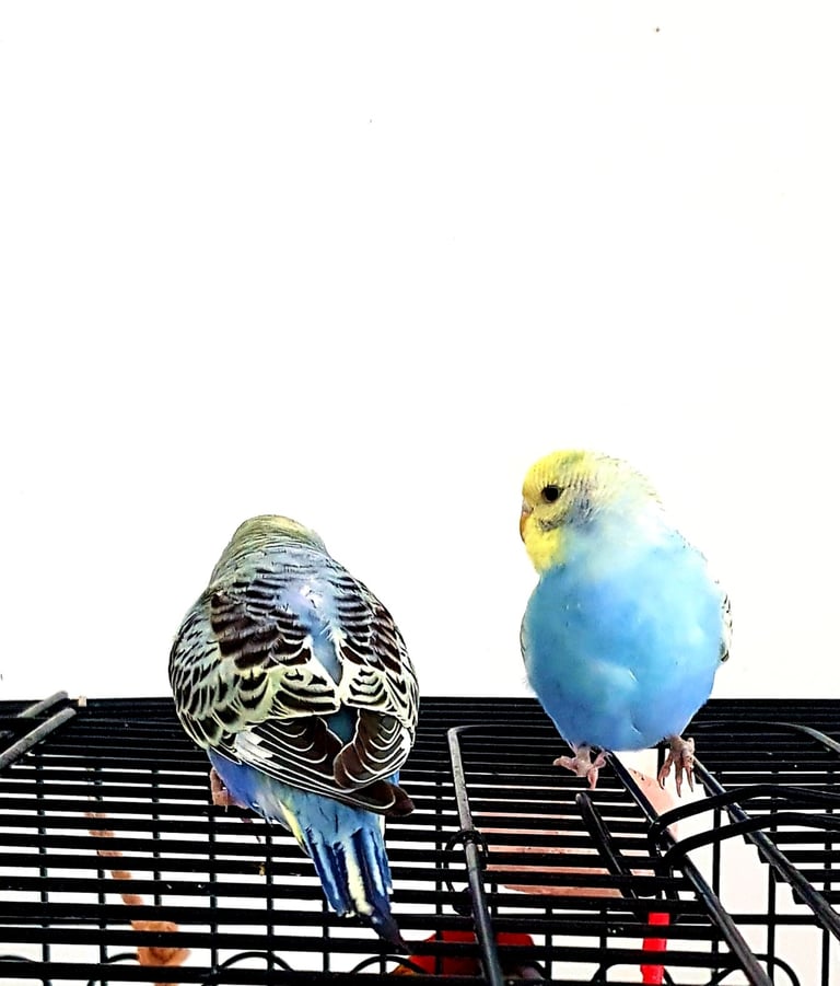 Baby Budgies Only 2 Females Left!