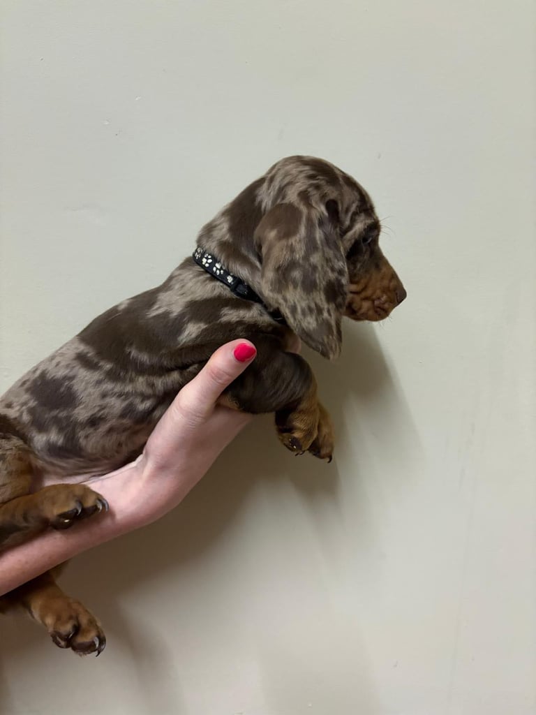 3 Pedigree miniature smooth dachshund puppies available now- £950 each 