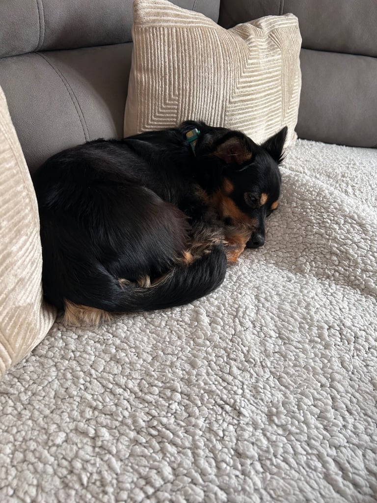 Miniature pinscher male