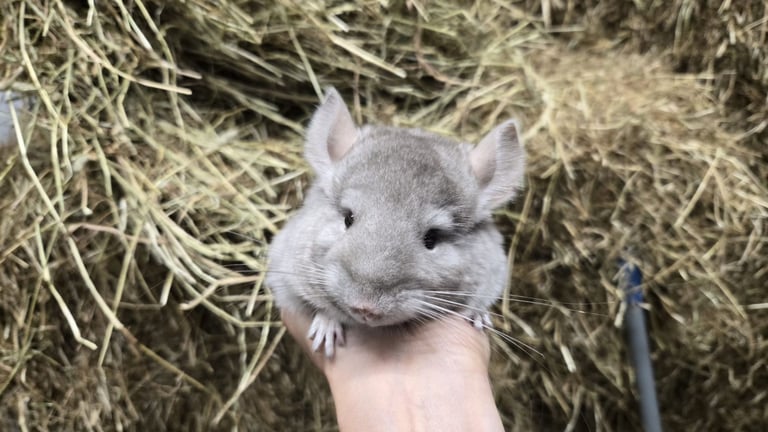 Chinchilla in Scotland Small Furries for Sale Gumtree