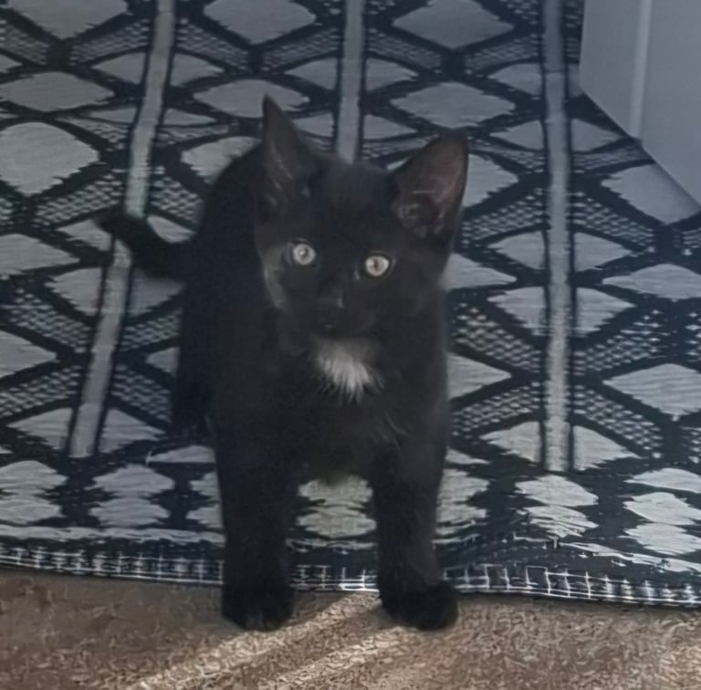 image for 3 kittens