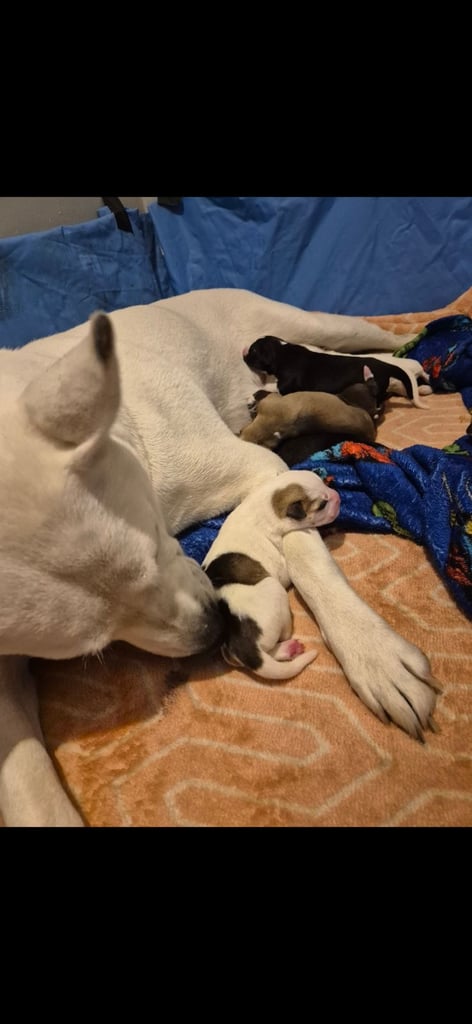 Husky mix puppies - 4 girls left! 