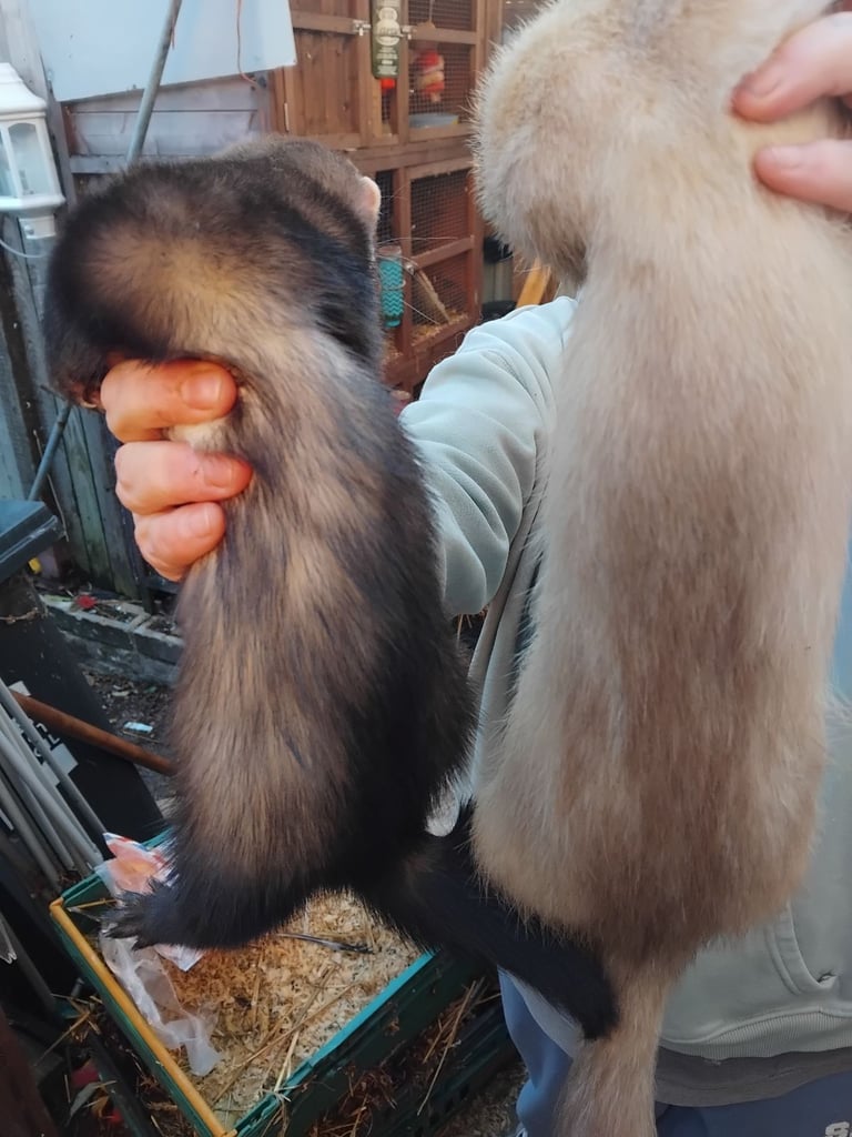 Ferrets 