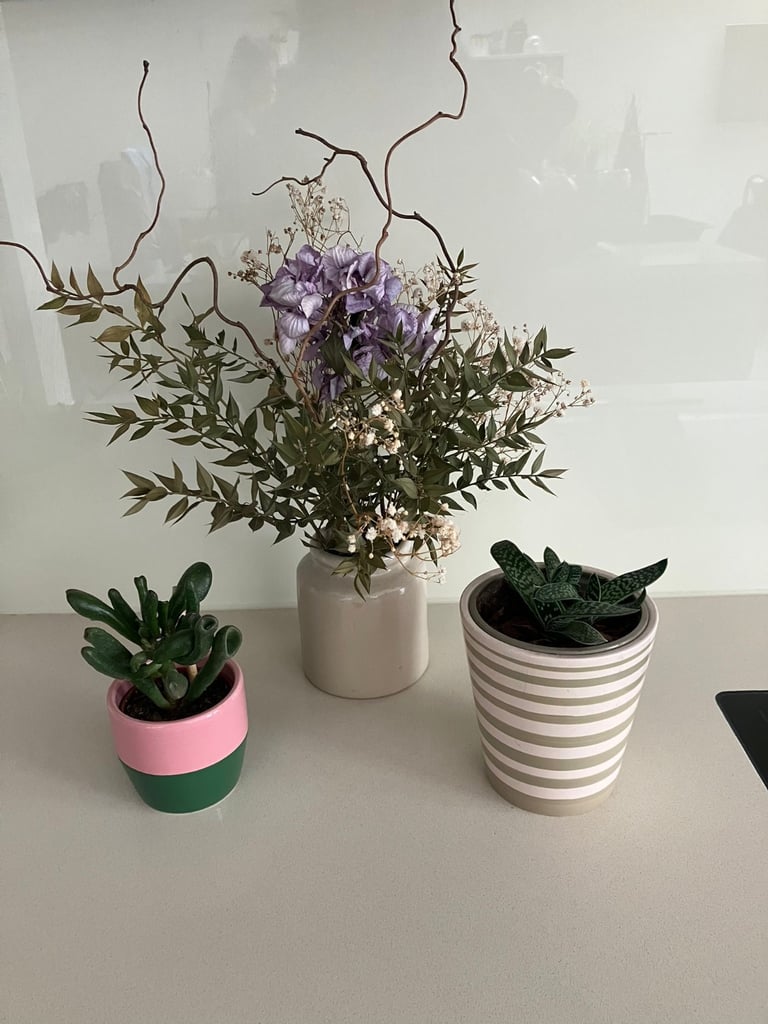 image for 2 succulent plants in pots and a glazed pot with dried flowers. £15 for all. Fulham
