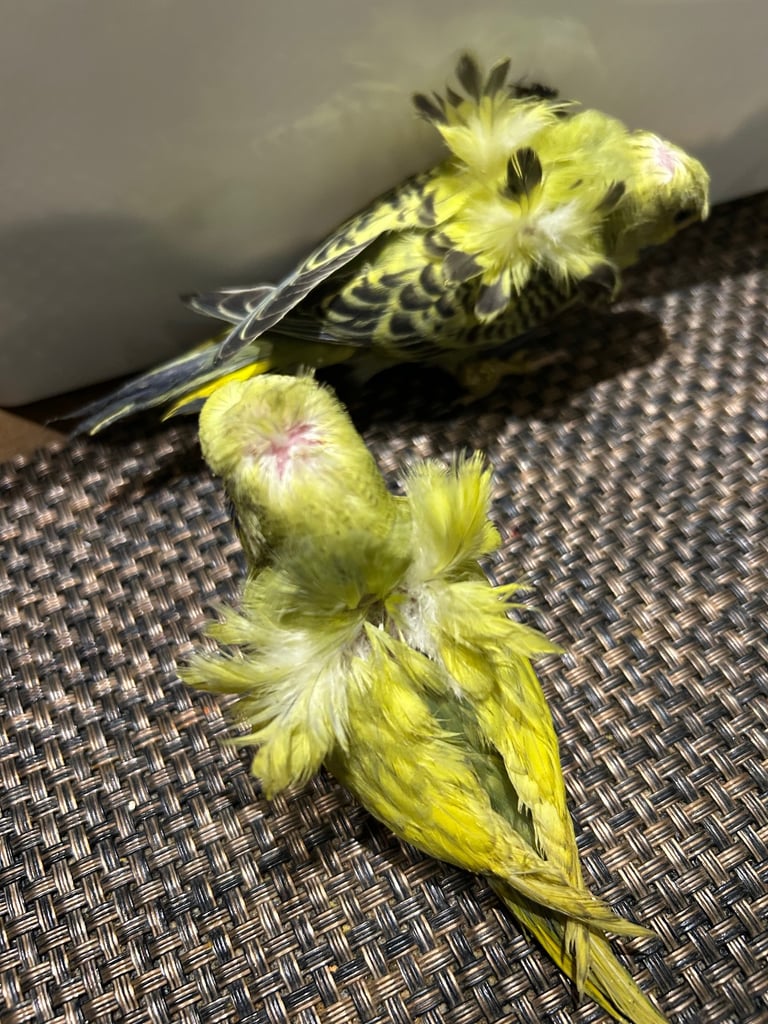 Budgies for sale, splits, all in good health