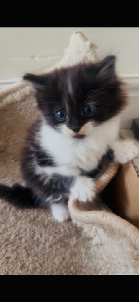 4 beautiful kittens ready to leave 