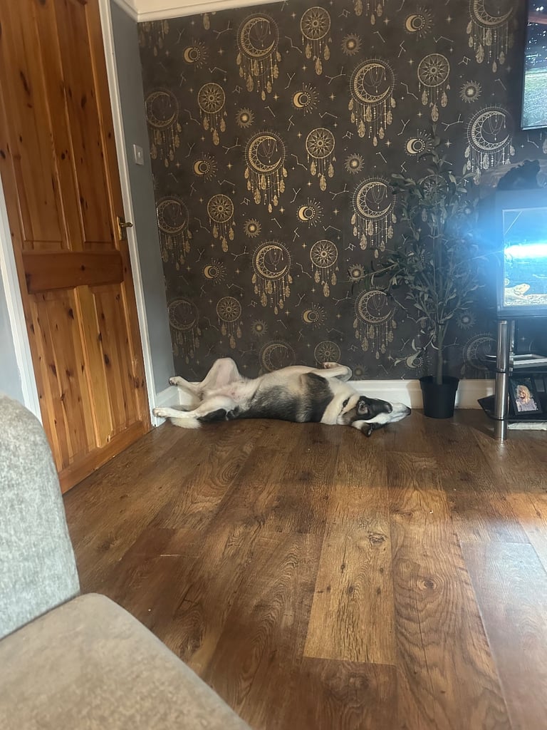Male husky 