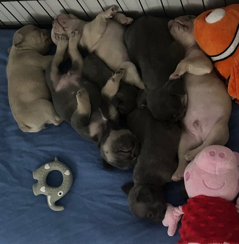 image for French bulldog puppies 