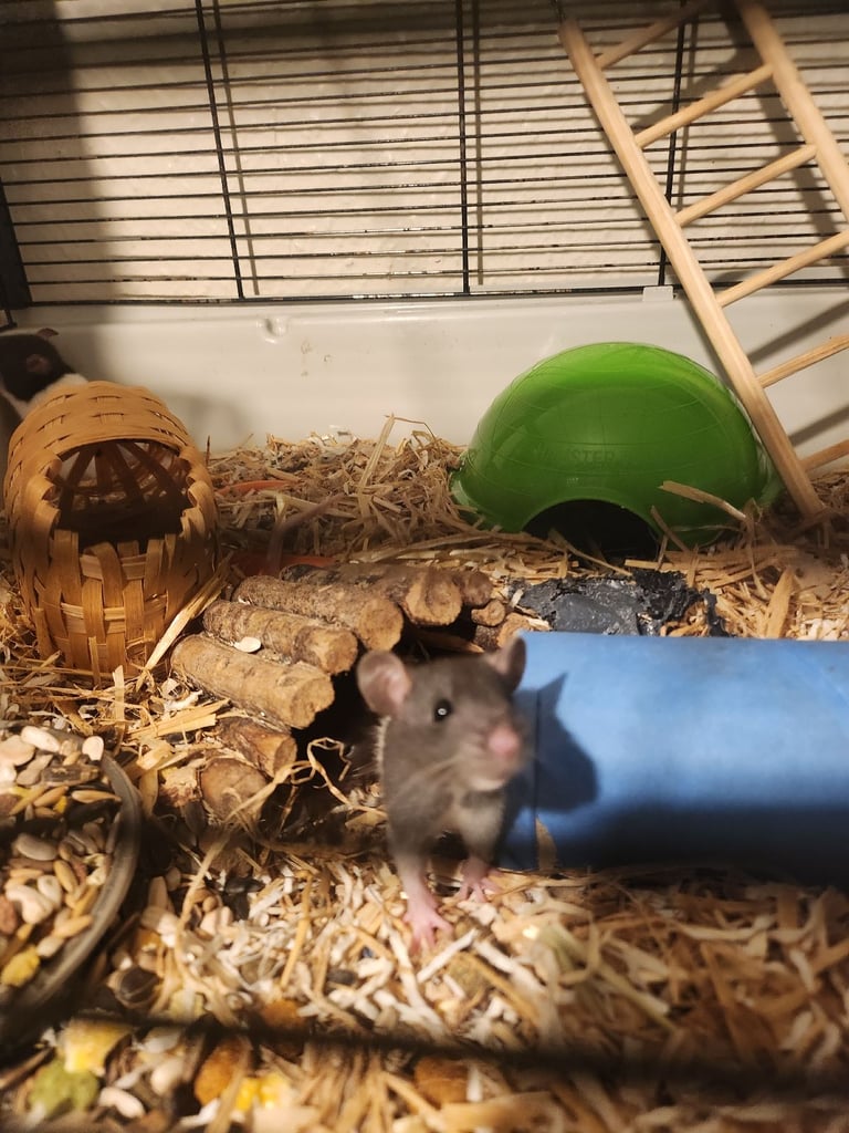 3 girls left Topeard&dumbos on way soon