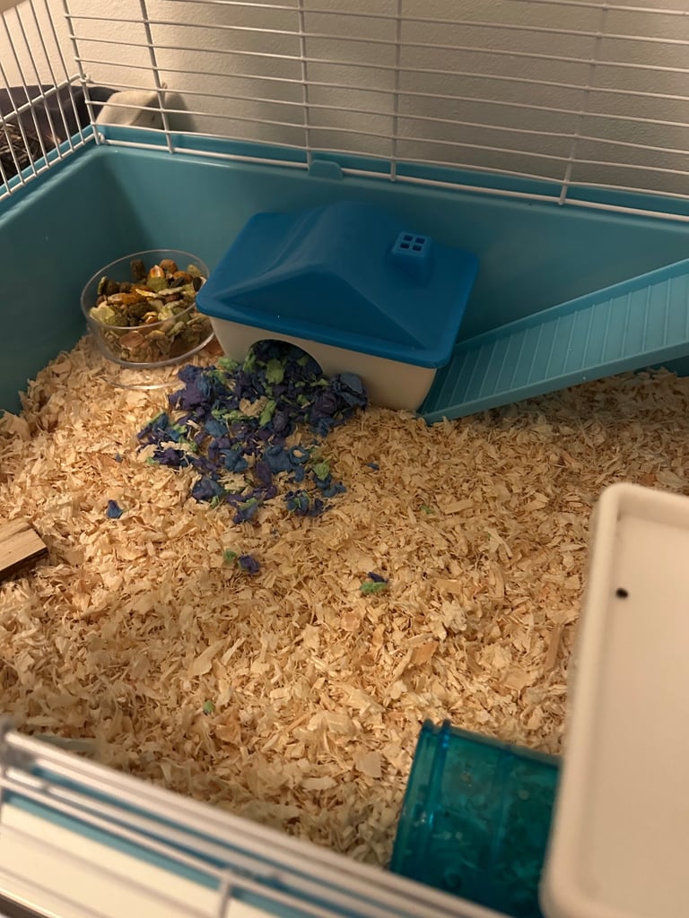 Russian Dwarf Hamster 🐹 4m + Cage & accessories 