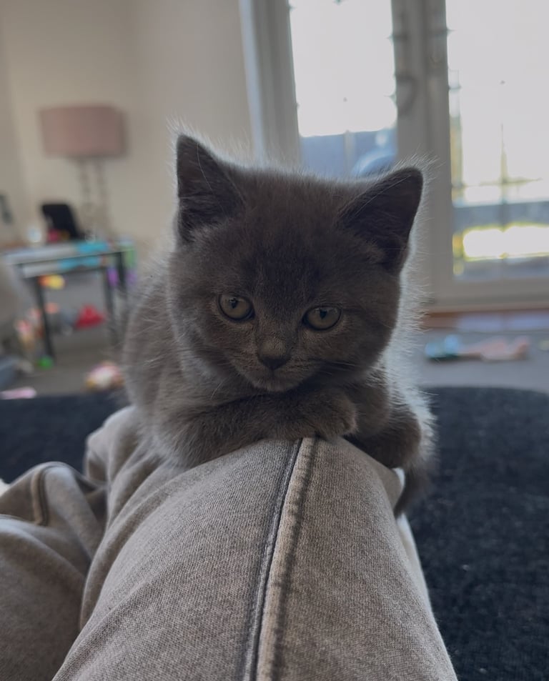 image for Kitten for sale