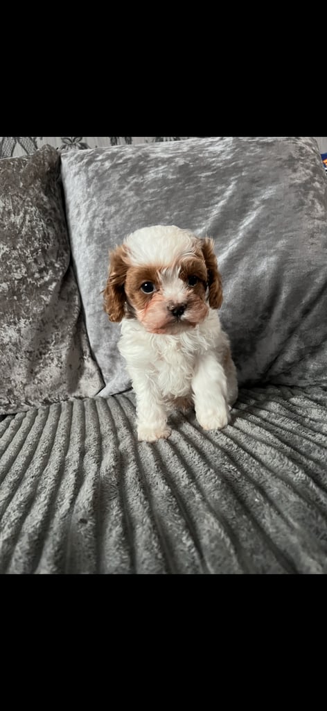 image for F1 cavapoo 
