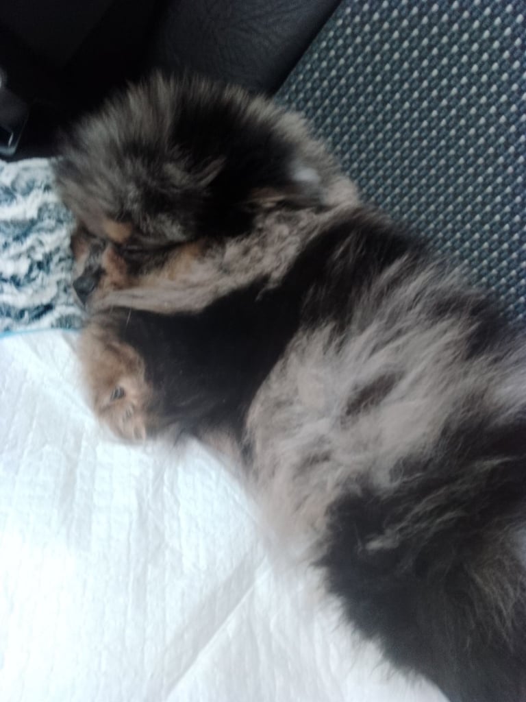 Pomeranian bluemerle