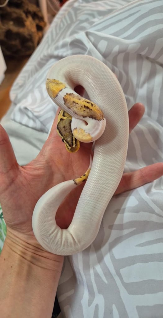 Royal ball python 