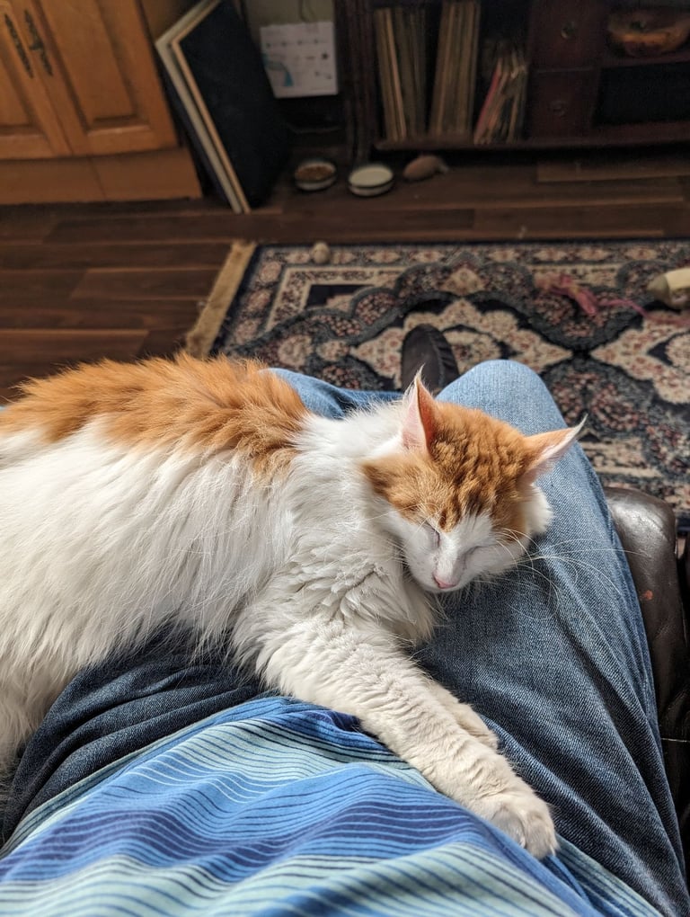 Maine Coon female cat