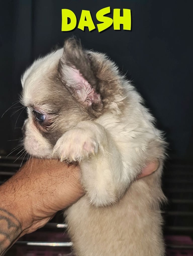  💎 7 Rare Visual Fluffy French Bulldog Puppies – Top Quality, Ready Now! 💎