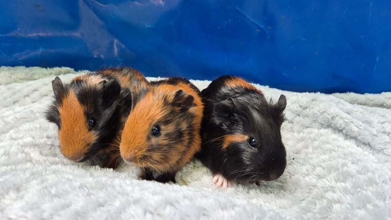 Guine pig Boars