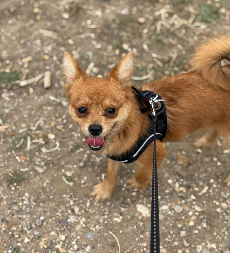 Pomeranian X Yorkshire Terrier Puppy rehoming. 8 Months Old