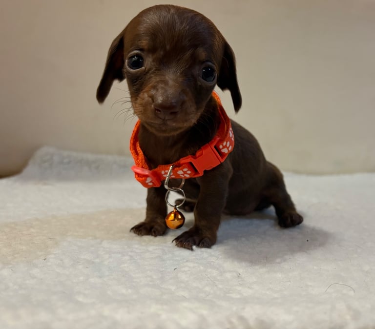 Miniature Dachshund Puppies 