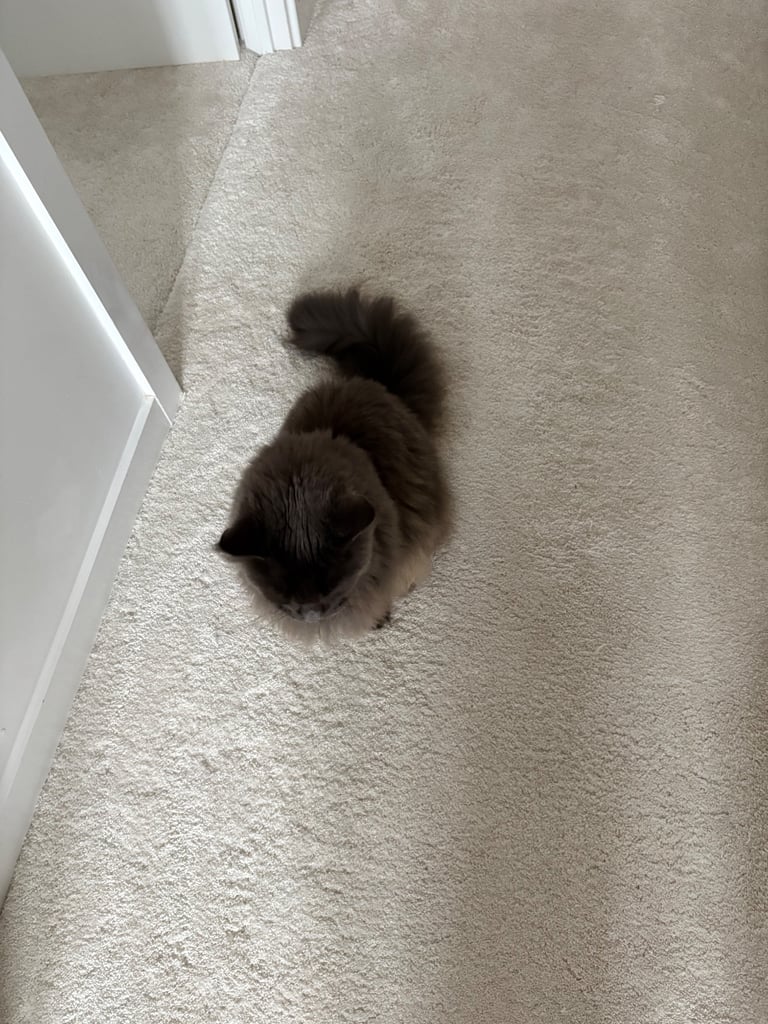 Maine Coon Girl