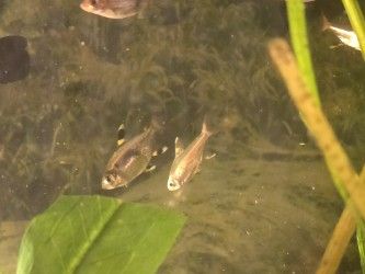 Well running fish tank for beginners 