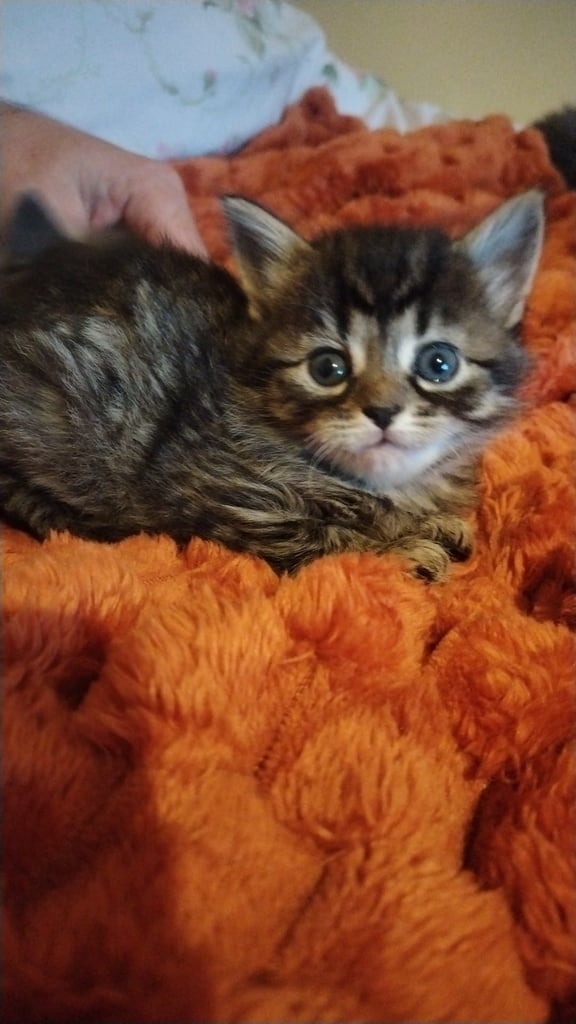 Kittens for sale 