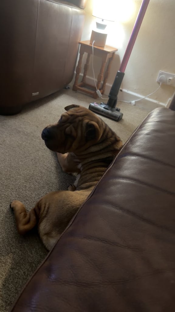 Shar-pei