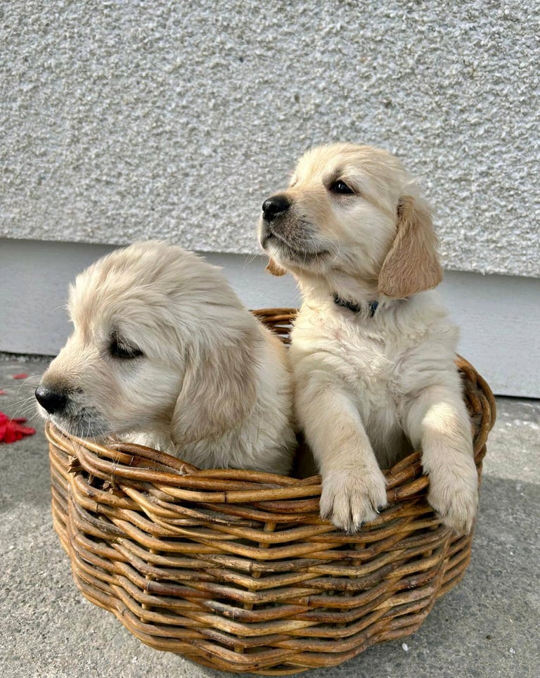 Gorgeous Cream KC Golden Retriever Puppies