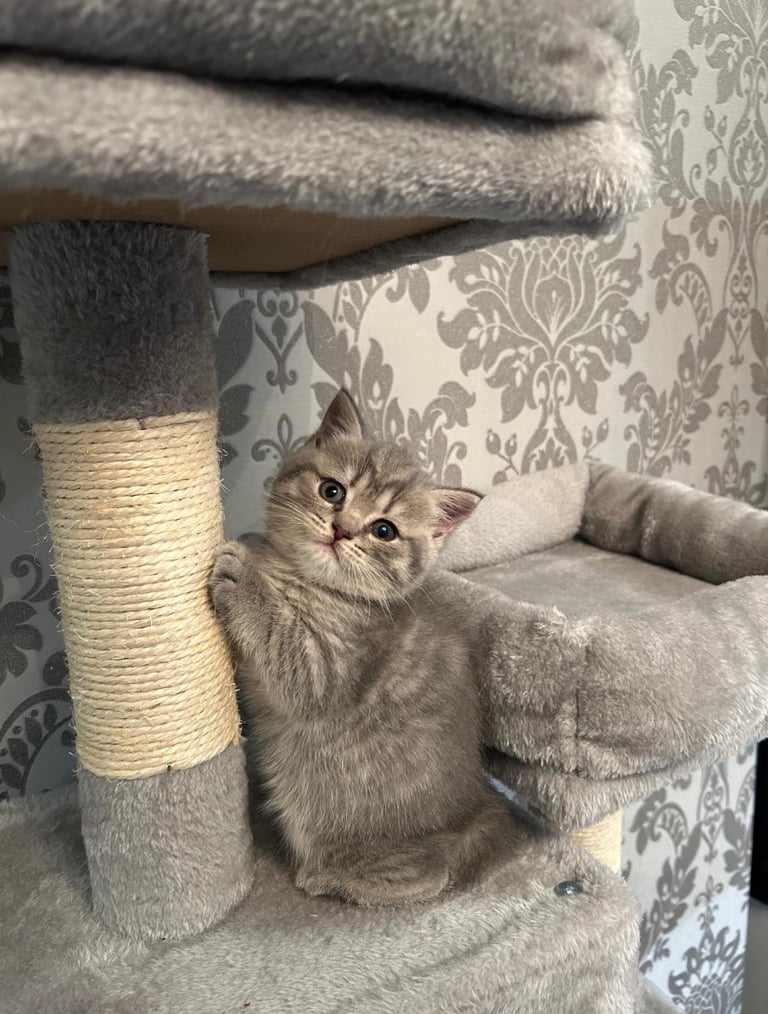 Adorable british shorthair kittens