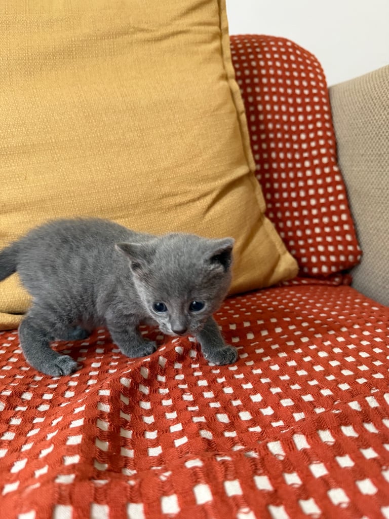 Beautiful Rare Grey Male Kitten