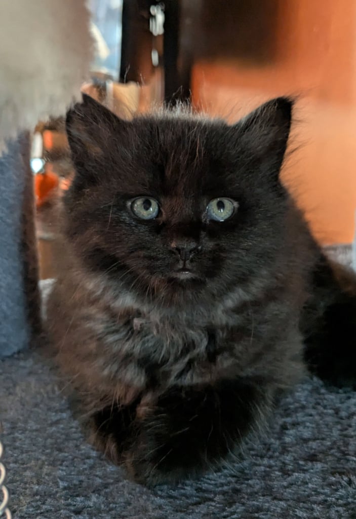 Maine Coon Cross Kittens 